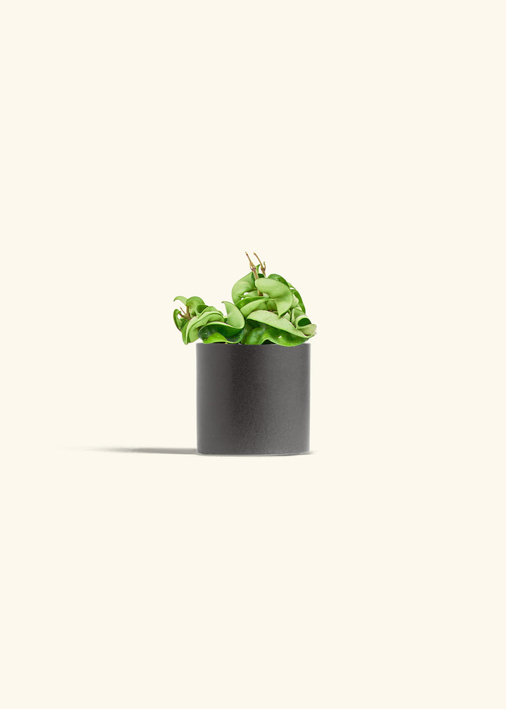 Hindu Rope Plant in a 4 inches Pink Classic Cylinder Planter in a Beech Wood Stand
