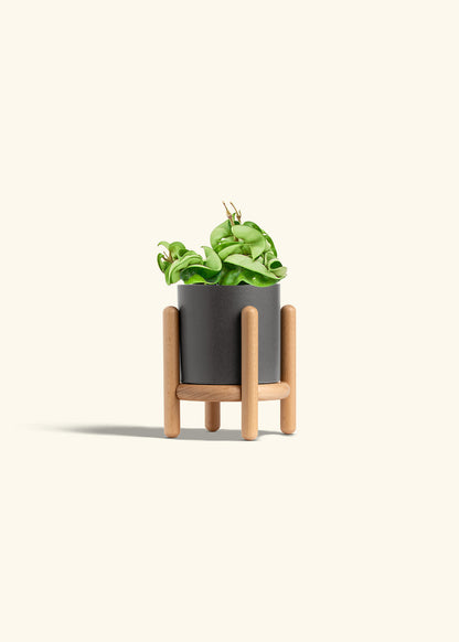 Hindu Rope Plant in a 4 inches Charcoal Classic Cylinder Planter in a Oat Petal Drip Tray