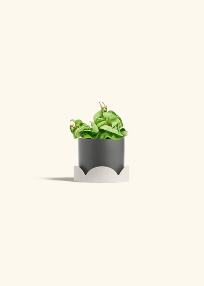 Hindu Rope Plant in a 4 inches Charcoal Classic Cylinder Planter in a Shamrock Petal Drip Tray
