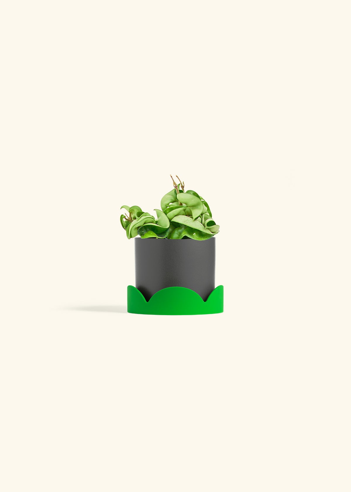 Hindu Rope Plant in a 4 inches Charcoal Classic Cylinder Planter 