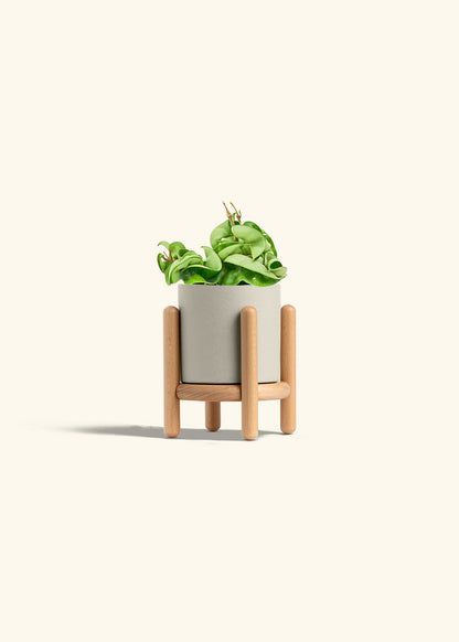 Hindu Rope Plant in a 4 inches Oat Classic Cylinder Planter in a Oat Petal Drip Tray