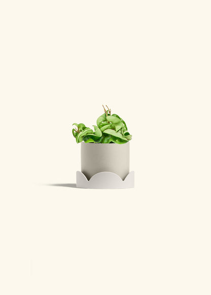 Hindu Rope Plant in a 4 inches Oat Classic Cylinder Planter in a Shamrock Petal Drip Tray