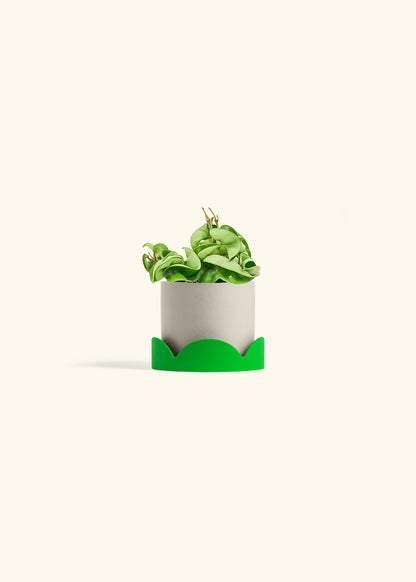Hindu Rope Plant in a 4 inches Oat Classic Cylinder Planter 