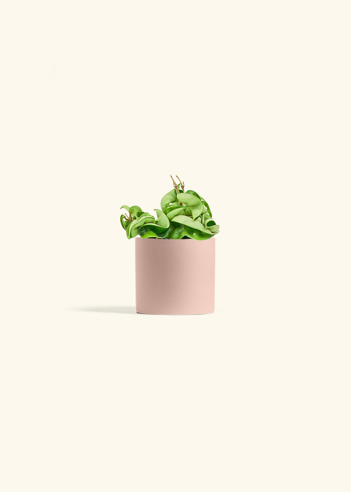 Hindu Rope Plant in a 4 inches White Classic Cylinder Planter in a Beech Wood Stand