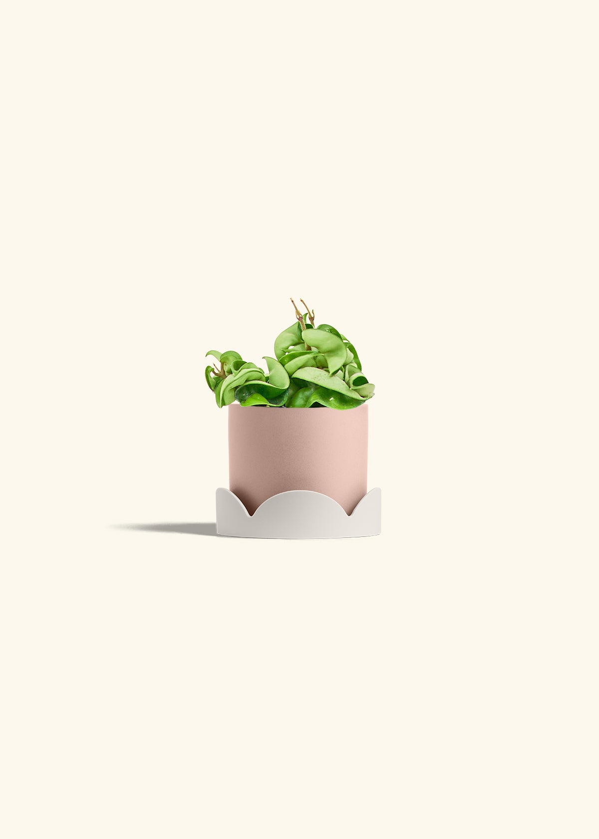 Hindu Rope Plant in a 4 inches Pink Classic Cylinder Planter in a Shamrock Petal Drip Tray