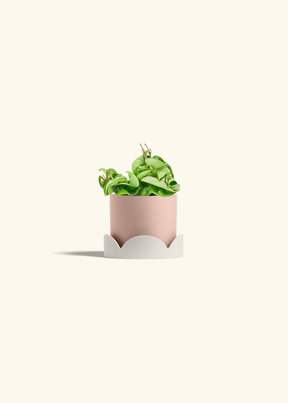 Hindu Rope Plant in a 4 inches Pink Classic Cylinder Planter in a Shamrock Petal Drip Tray