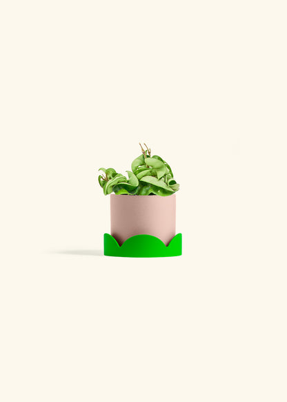 Hindu Rope Plant in a 4 inches Pink Classic Cylinder Planter 