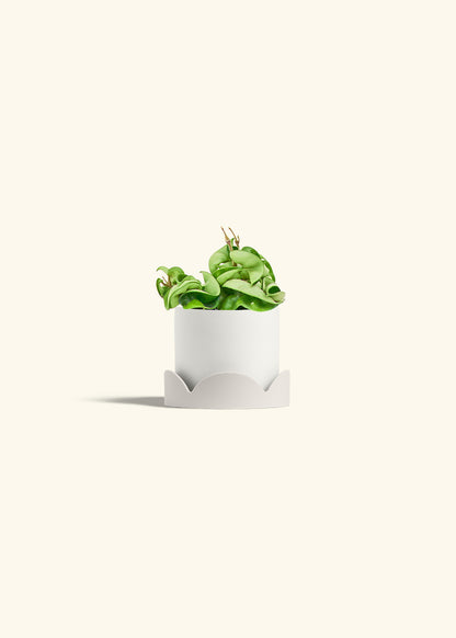 Hindu Rope Plant in a 4 inches White Classic Cylinder Planter in a Shamrock Petal Drip Tray
