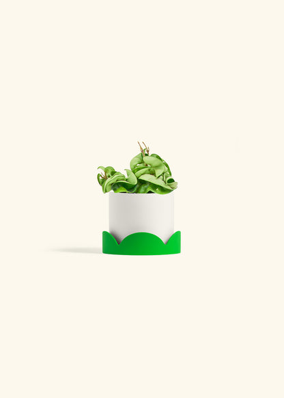 Hindu Rope Plant in a 4 inches White Classic Cylinder Planter 