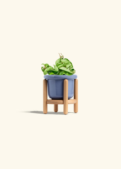 Hindu Rope Plant in a 4 inches Fat Lip Blue Planter in a Oat Petal Drip Tray