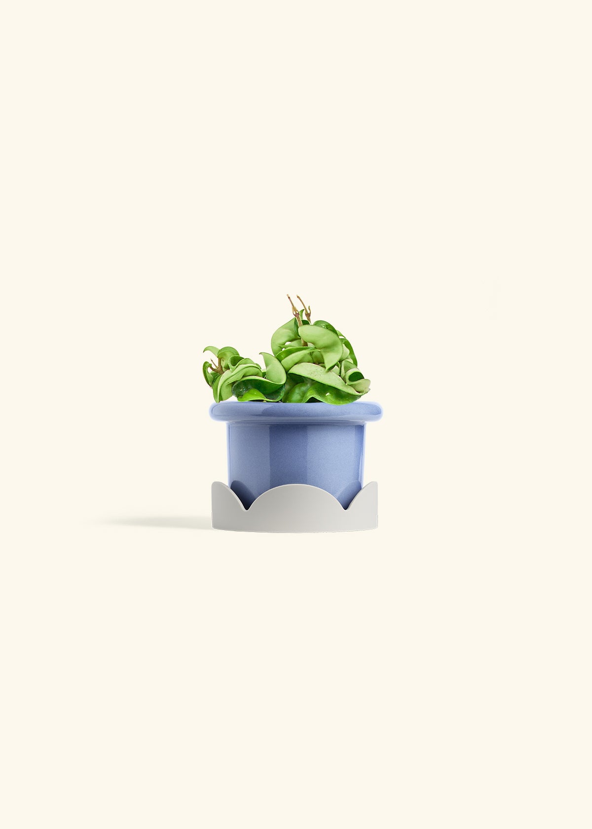 Hindu Rope Plant in a 4 inches Fat Lip Blue Planter in a Shamrock Petal Drip Tray