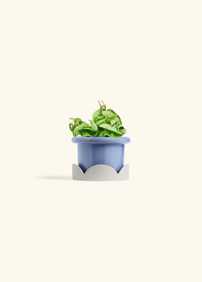 Hindu Rope Plant in a 4 inches Fat Lip Blue Planter in a Shamrock Petal Drip Tray