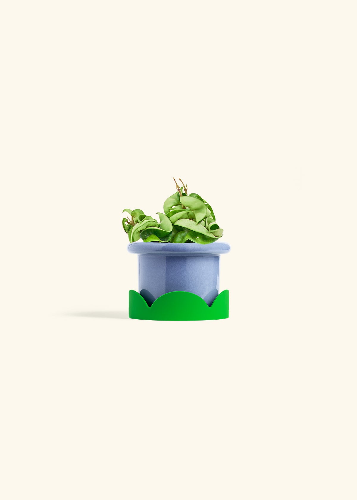 Hindu Rope Plant in a 4 inches Fat Lip Blue Planter 