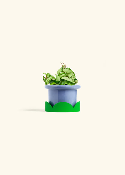 Hindu Rope Plant in a 4 inches Fat Lip Blue Planter 