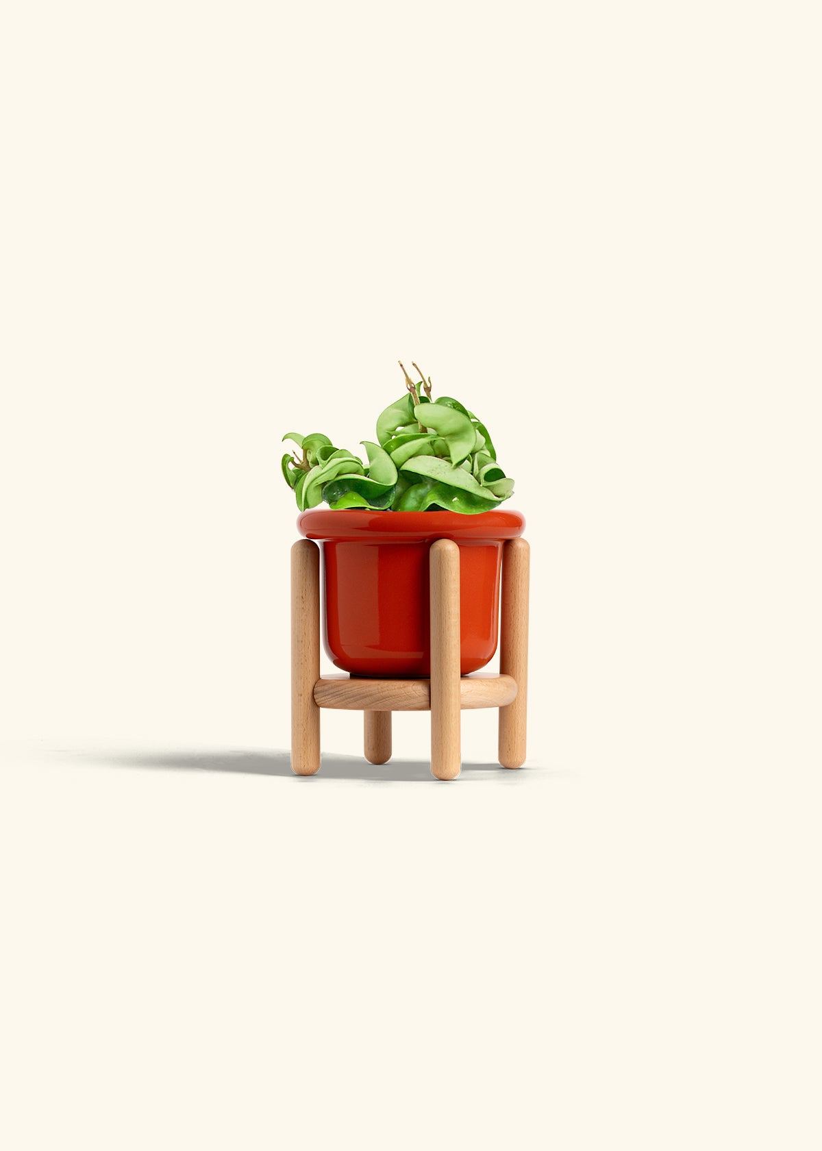 Hindu Rope Plant in a 4 inches Fat Lip Red Planter in a Oat Petal Drip Tray