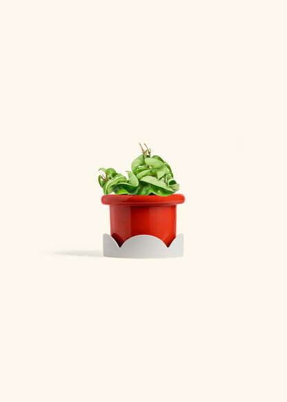 Hindu Rope Plant in a 4 inches Fat Lip Red Planter in a Shamrock Petal Drip Tray