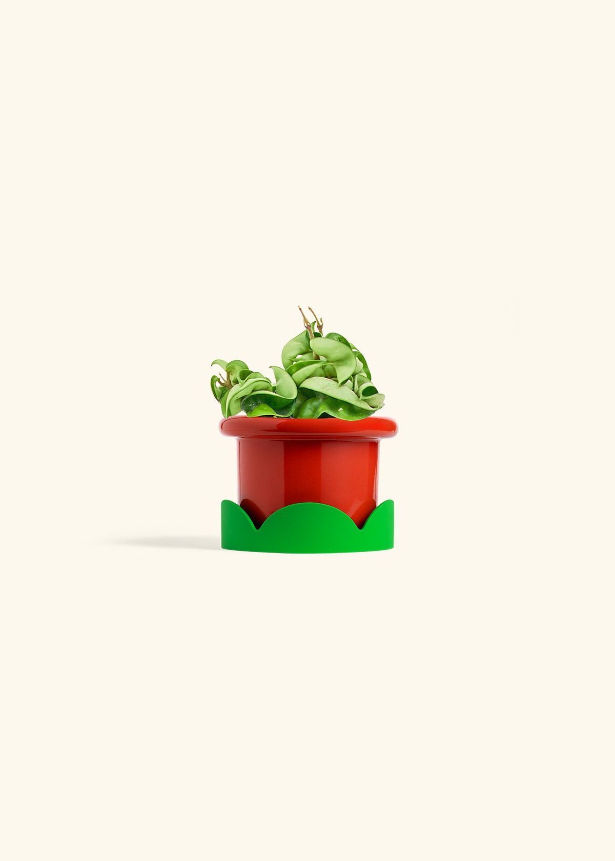 Hindu Rope Plant in a 4 inches Fat Lip Red Planter 
