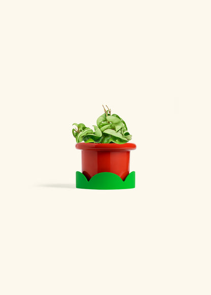 Hindu Rope Plant in a 4 inches Fat Lip Red Planter 