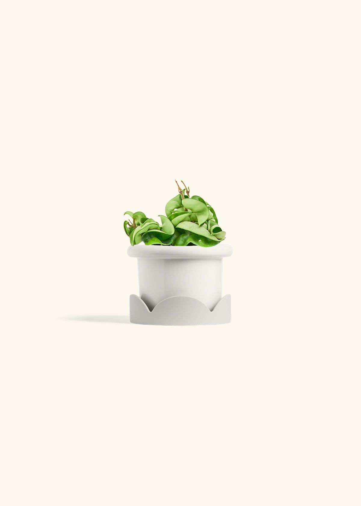 Hindu Rope Plant in a 4 inches Fat Lip White Planter in a Shamrock Petal Drip Tray