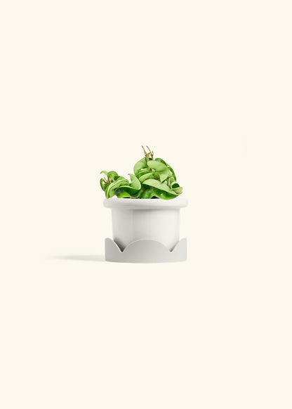 Hindu Rope Plant in a 4 inches Fat Lip White Planter in a Shamrock Petal Drip Tray