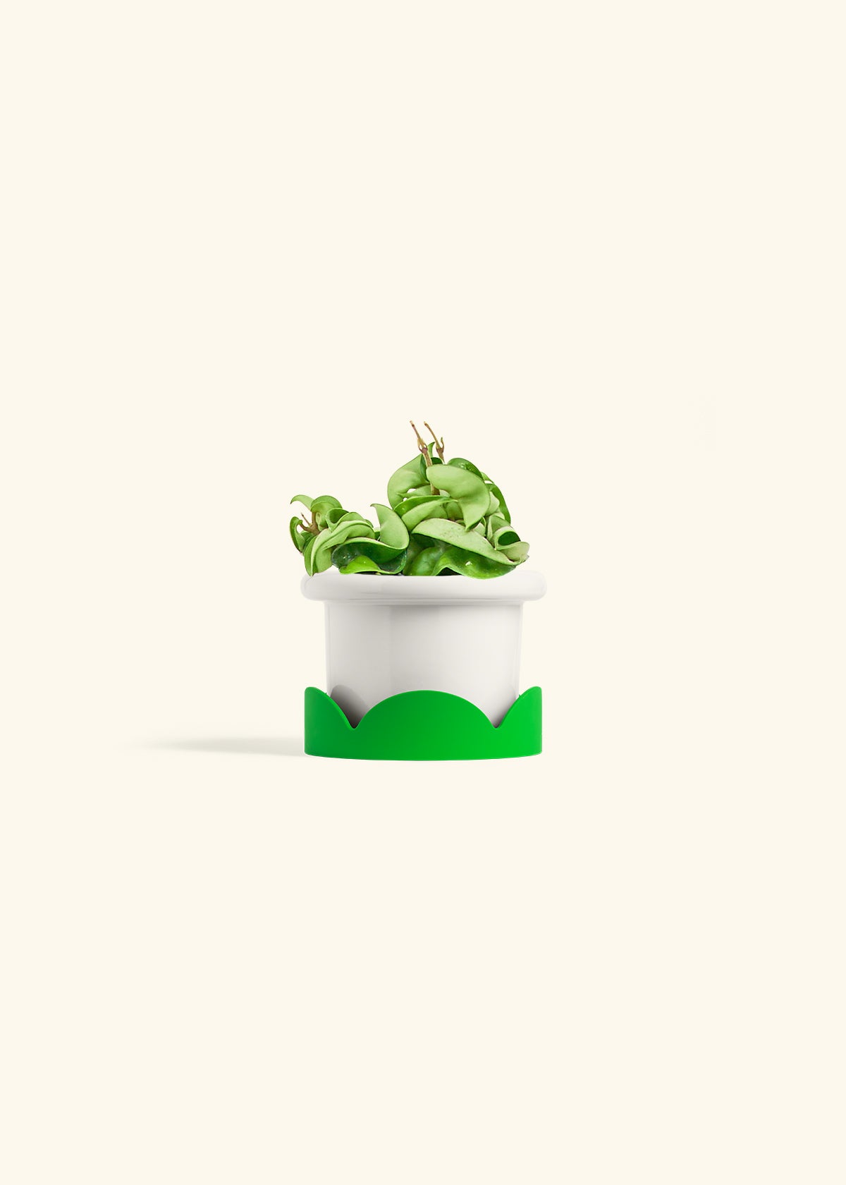 Hindu Rope Plant in a 4 inches Fat Lip White Planter 