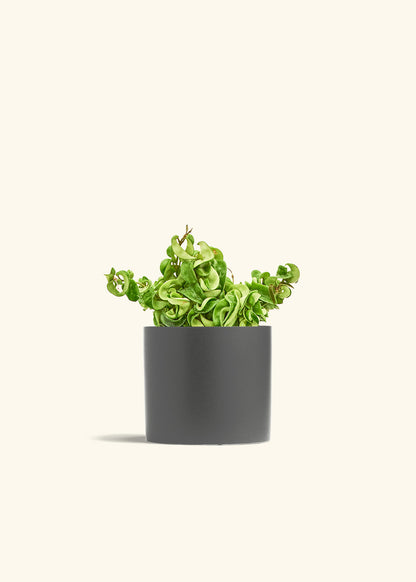 Hindu Rope Plant in a 6 inches Charcoal Classic Cylinder Planter 