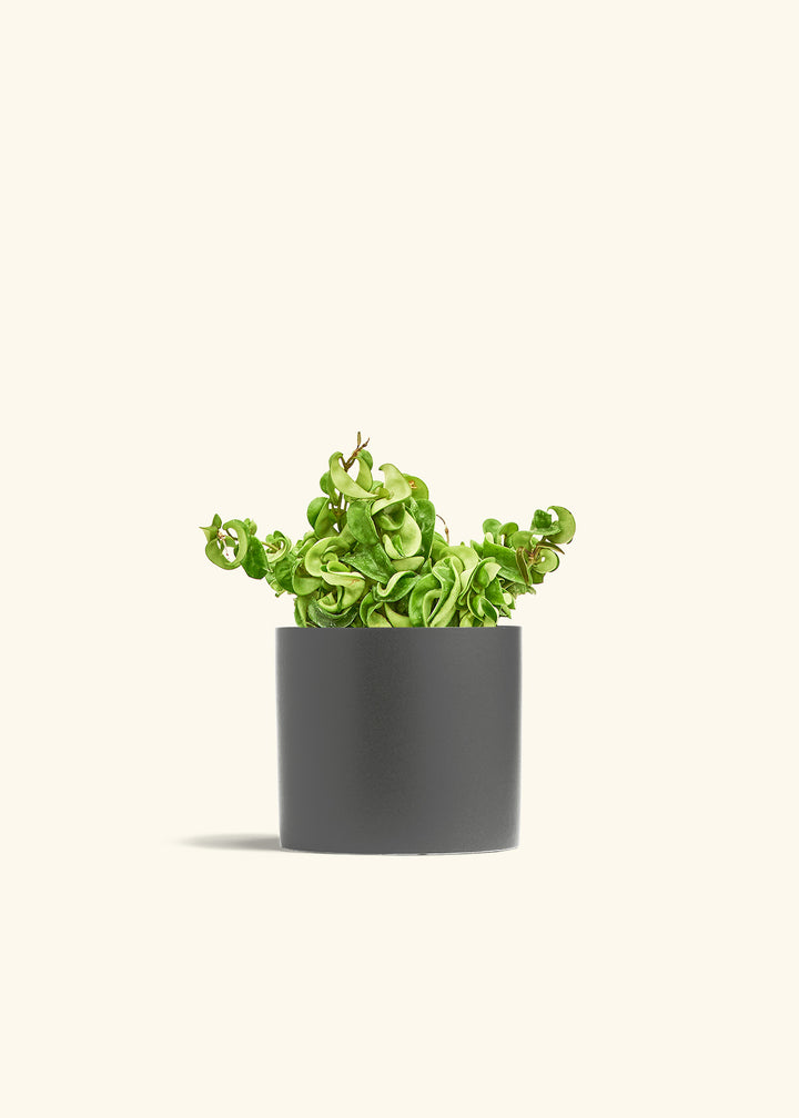 Hindu Rope Plant in a 6 inches Charcoal Classic Cylinder Planter 