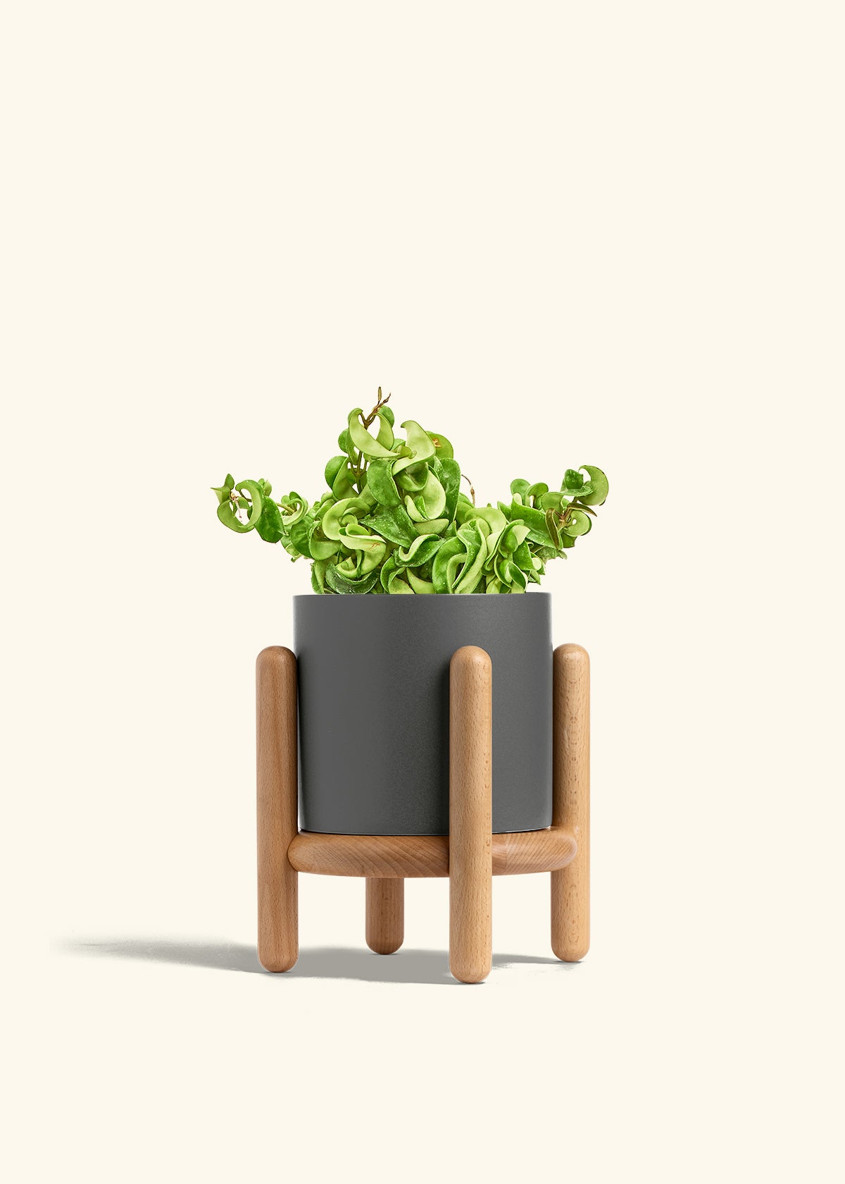 Hindu Rope Plant in a 6 inches Charcoal Classic Cylinder Planter in a Beech Wood Stand