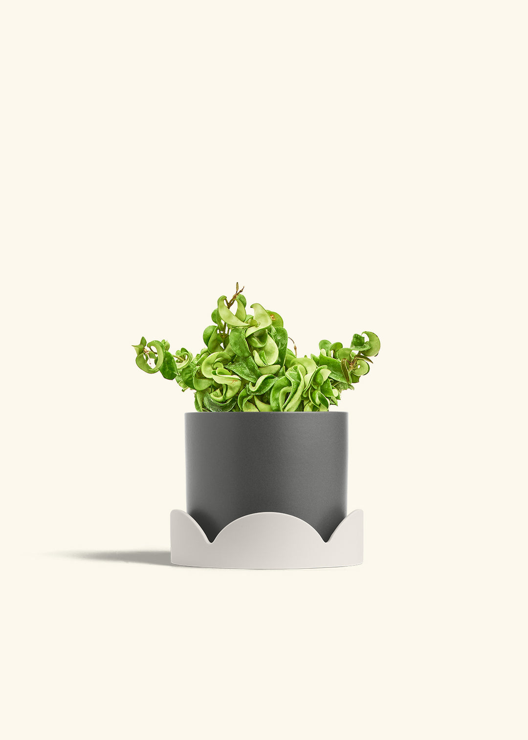 Hindu Rope Plant in a 6 inches Charcoal Classic Cylinder Planter in a Oat Petal Drip Tray
