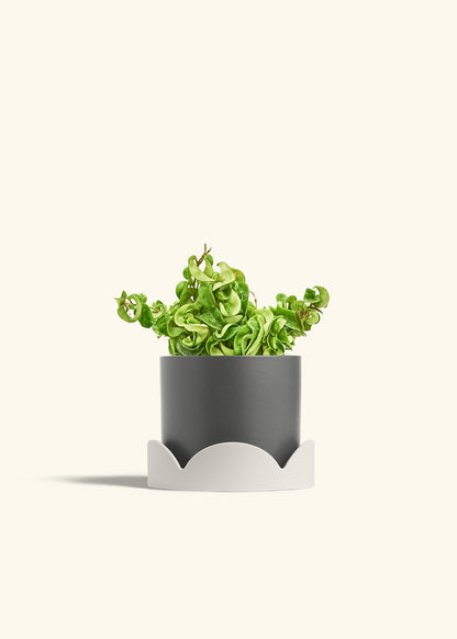 Hindu Rope Plant in a 6 inches Charcoal Classic Cylinder Planter in a Oat Petal Drip Tray