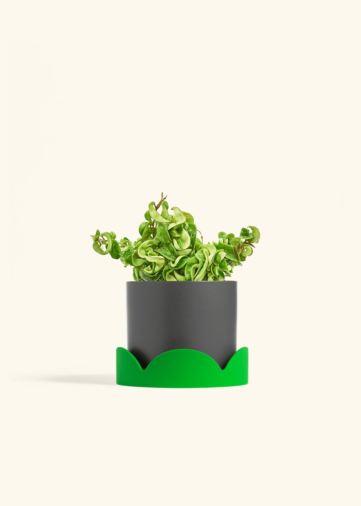 Hindu Rope Plant in a 6 inches Charcoal Classic Cylinder Planter in a Shamrock Petal Drip Tray