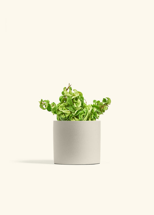 Hindu Rope Plant in a 6 inches Oat Classic Cylinder Planter 