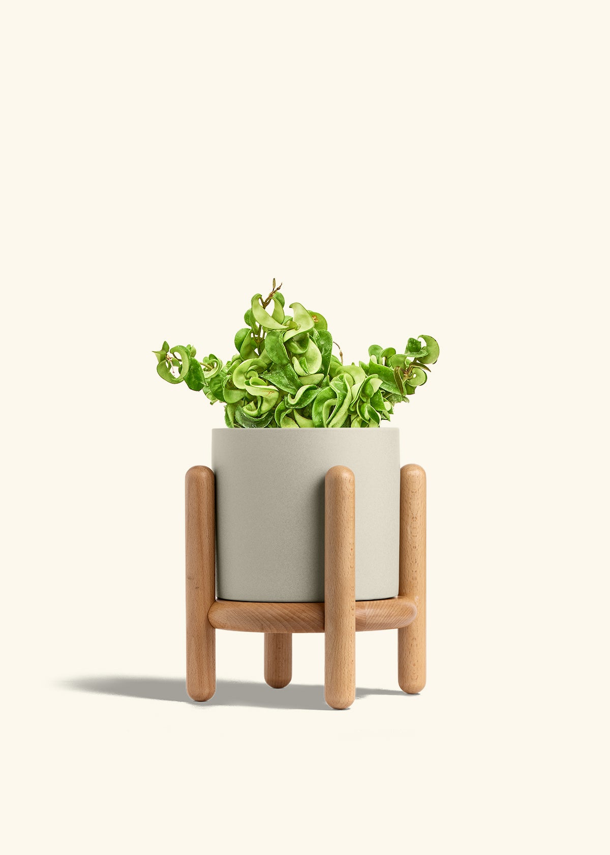 Hindu Rope Plant in a 6 inches Oat Classic Cylinder Planter in a Beech Wood Stand