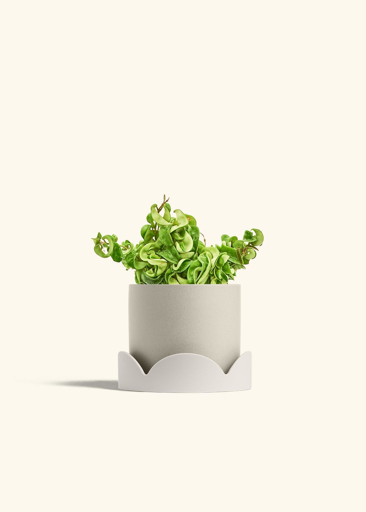 Hindu Rope Plant in a 6 inches Oat Classic Cylinder Planter in a Oat Petal Drip Tray