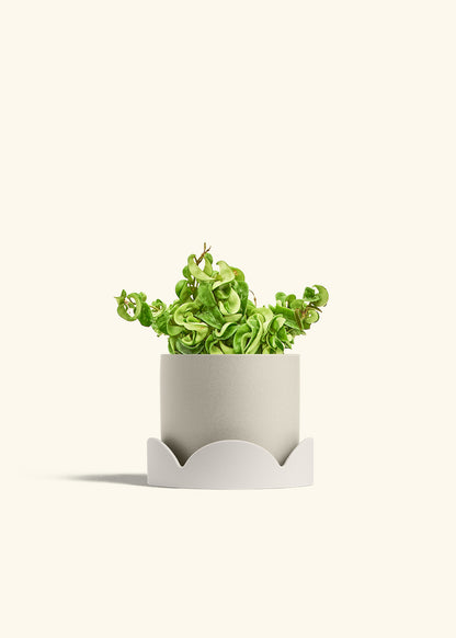 Hindu Rope Plant in a 6 inches Oat Classic Cylinder Planter in a Oat Petal Drip Tray