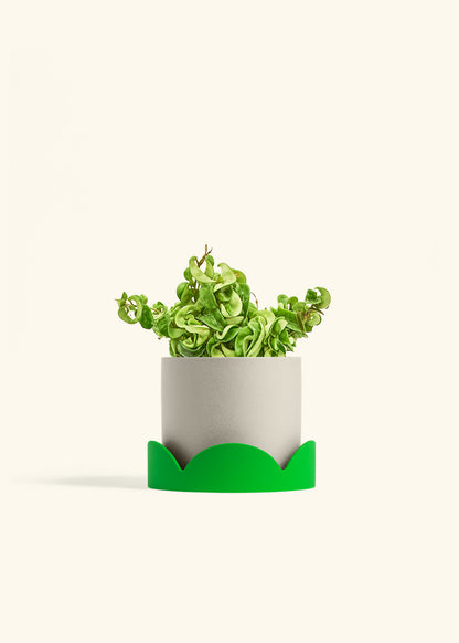 Hindu Rope Plant in a 6 inches Oat Classic Cylinder Planter in a Shamrock Petal Drip Tray