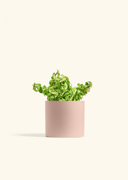 Hindu Rope Plant in a 6 inches Pink Classic Cylinder Planter 