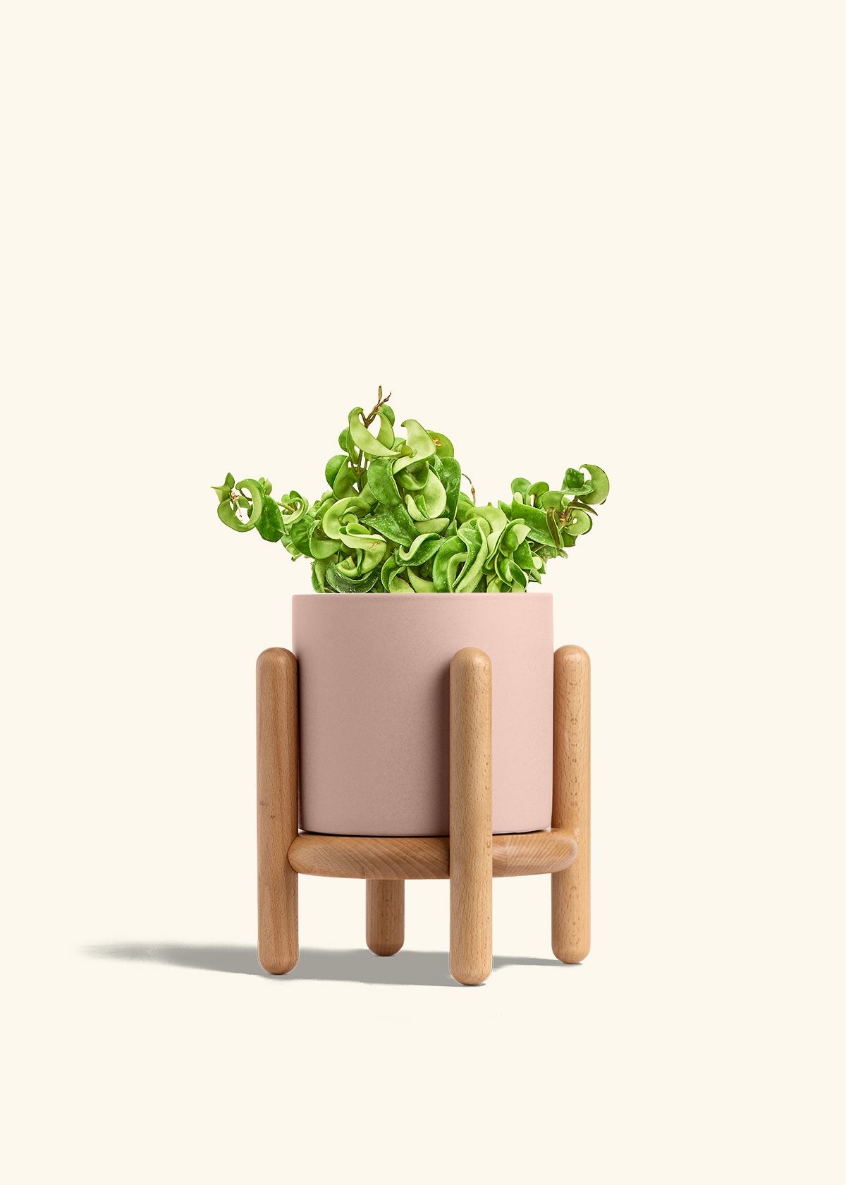 Hindu Rope Plant in a 6 inches Pink Classic Cylinder Planter in a Beech Wood Stand