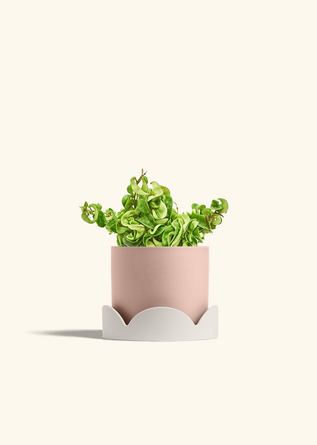 Hindu Rope Plant in a 6 inches Pink Classic Cylinder Planter in a Oat Petal Drip Tray