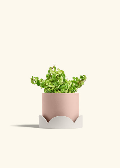Hindu Rope Plant in a 6 inches Pink Classic Cylinder Planter in a Oat Petal Drip Tray