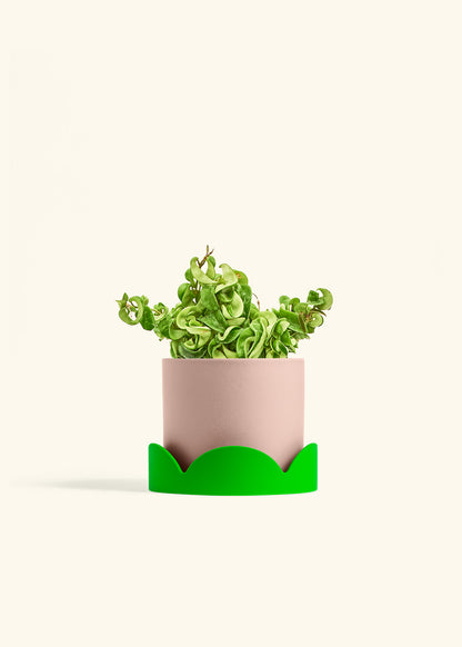 Hindu Rope Plant in a 6 inches Pink Classic Cylinder Planter in a Shamrock Petal Drip Tray