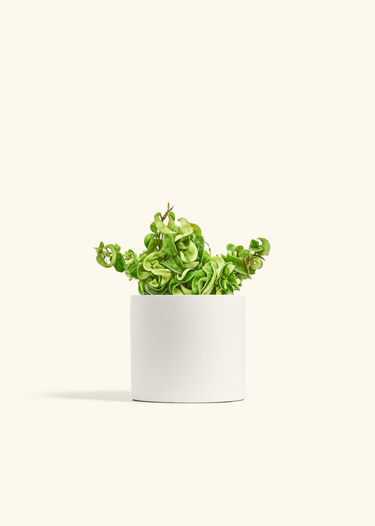 Hindu Rope Plant in a 6 inches White Classic Cylinder Planter 