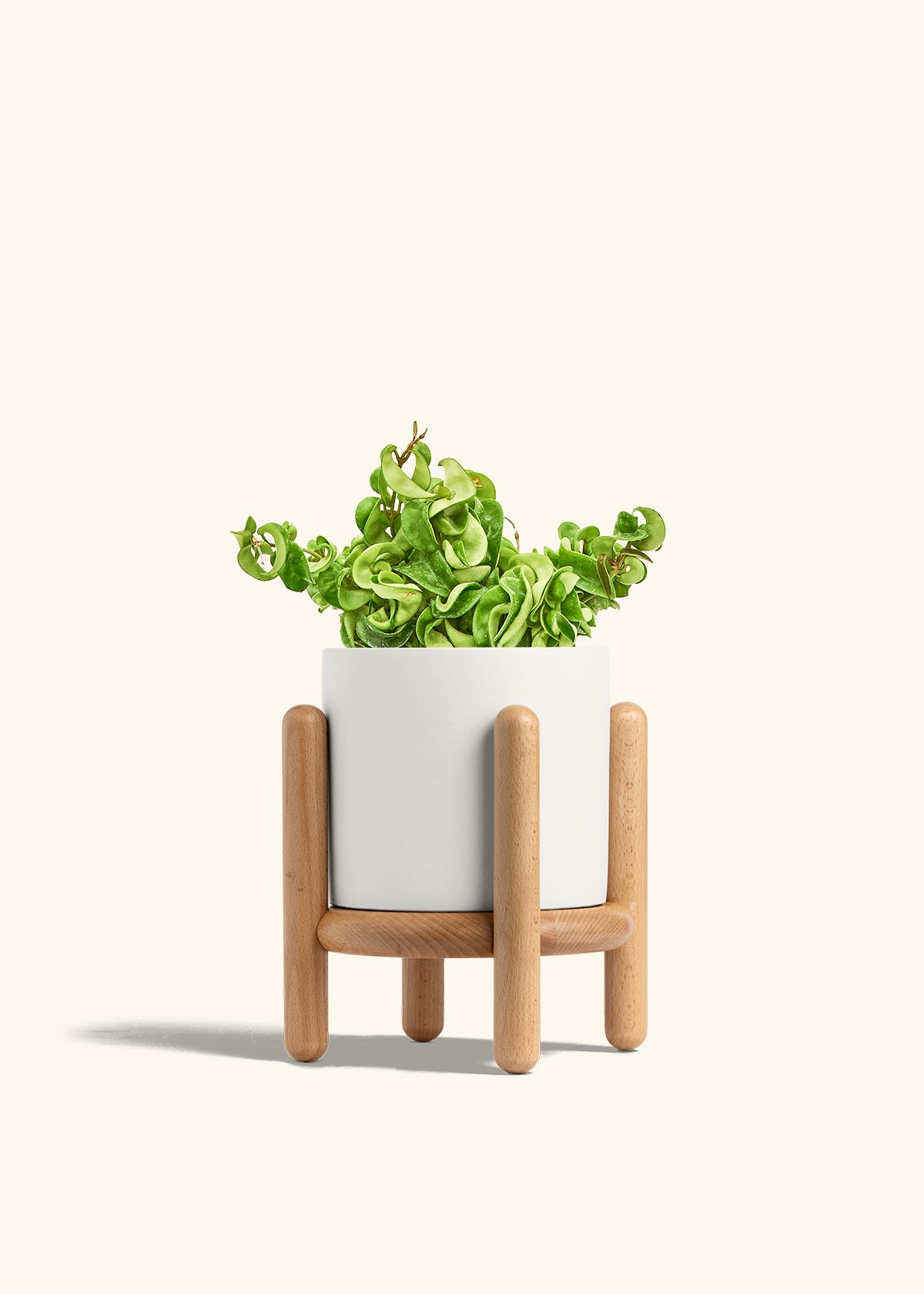 Hindu Rope Plant in a 6 inches White Classic Cylinder Planter in a Beech Wood Stand
