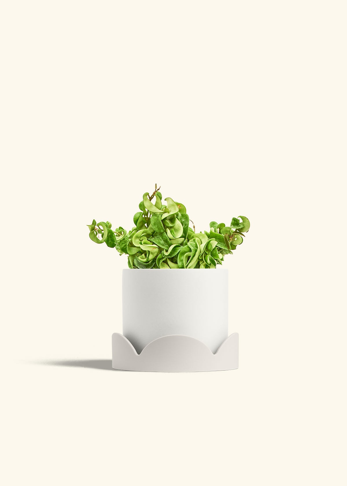 Hindu Rope Plant in a 6 inches White Classic Cylinder Planter in a Oat Petal Drip Tray