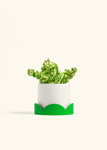 Hindu Rope Plant in a 6 inches White Classic Cylinder Planter in a Shamrock Petal Drip Tray