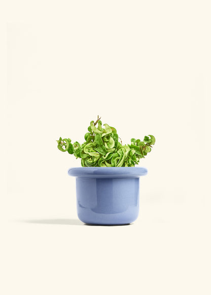 Hindu Rope Plant in a 6 inches Fat Lip Blue Planter 