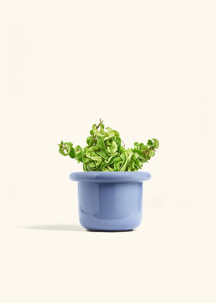 Hindu Rope Plant in a 6 inches Fat Lip Blue Planter 