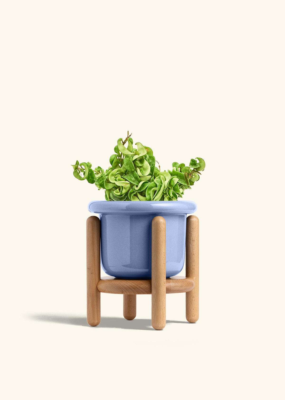Hindu Rope Plant in a 6 inches Fat Lip Blue Planter in a Beech Wood Stand