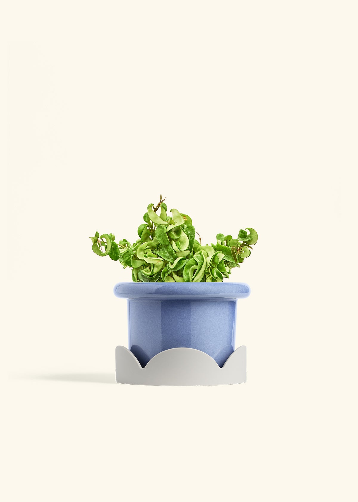Hindu Rope Plant in a 6 inches Fat Lip Blue Planter in a Oat Petal Drip Tray