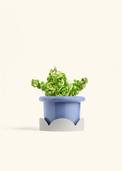 Hindu Rope Plant in a 6 inches Fat Lip Blue Planter in a Oat Petal Drip Tray